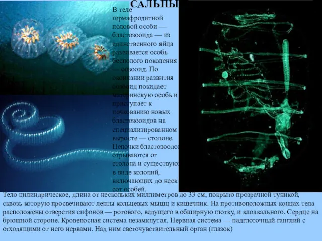 САЛЬПЫ Тело цилиндрическое, длина от нескольких миллиметров до 33 см,