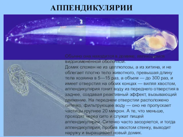 АППЕНДИКУЛЯРИИ Обычно она находится в домике, являющемся видоизменённой оболочкой. Домик