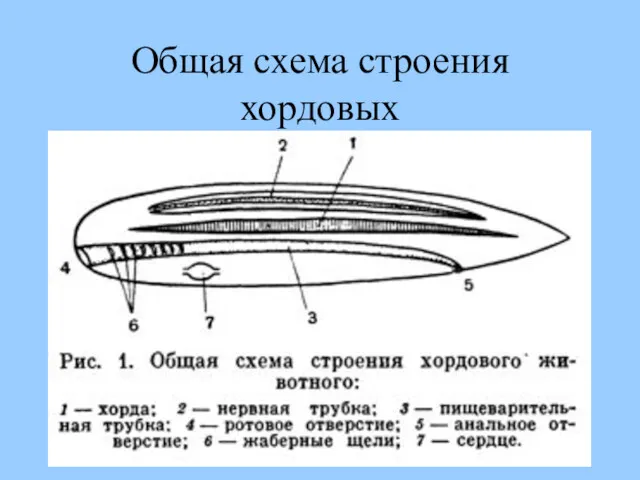 Общая схема строения хордовых