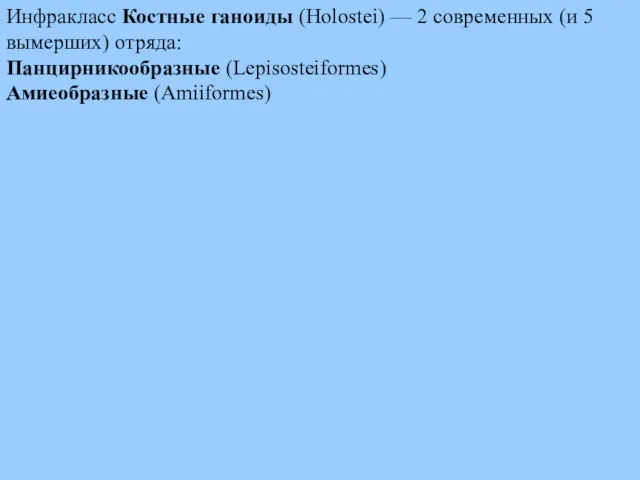 Инфракласс Костные ганоиды (Holostei) — 2 современных (и 5 вымерших) отряда: Панцирникообразные (Lepisosteiformes) Амиеобразные (Amiiformes)