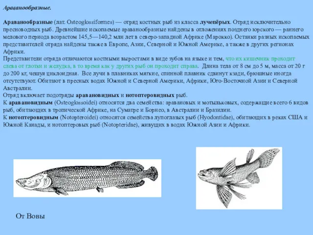 Араванообразные. Араванообразные (лат. Osteoglossiformes) — отряд костных рыб из класса
