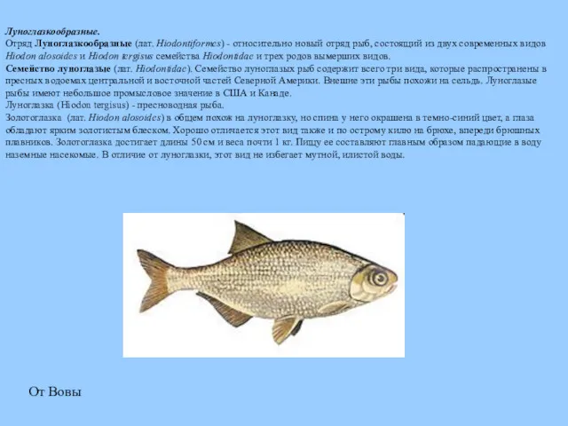 Луноглазкообразные. Отряд Луноглазкообразные (лат. Hiodontiformes) - относительно новый отряд рыб,