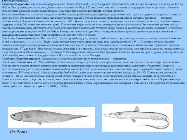 Спиношипообразные. Спиношипообразные, или нотакантообразные (лат. Notacanthiformes) — отряд морских глубоководных