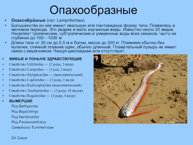 Опахообразные ЖИВЫЕ И ПОНЫНЕ ЗДРАВСТВУЮЩИЕ Семейство Veliferidae — (2 рода,