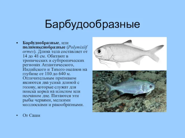 Барбудообразные Барбудообразные, или полимиксиобразные (Polymixiiformes). Длина тела составляет от 14