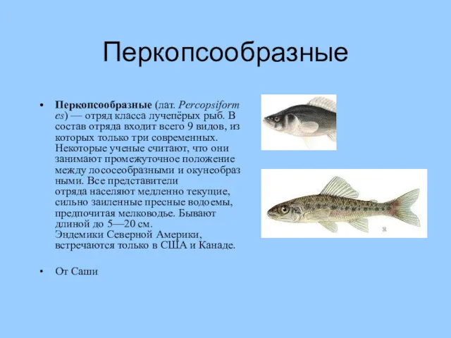 Перкопсообразные Перкопсообразные (лат. Percopsiformes) — отряд класса лучепёрых рыб. В