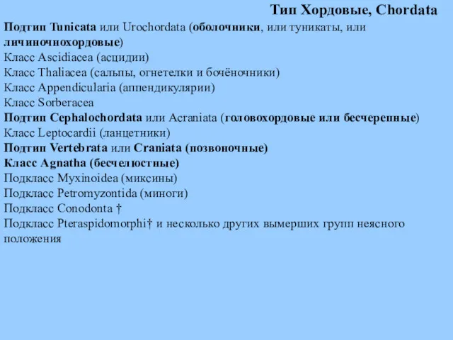 Тип Хордовые, Chordata Подтип Tunicata или Urochordata (оболочники, или туникаты,