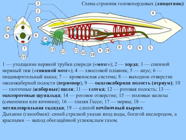 1 — утолщение нервной трубки спереди («мозг»); 2 — хорда;