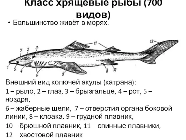 Класс хрящевые рыбы (700 видов) Большинство живёт в морях. Внешний