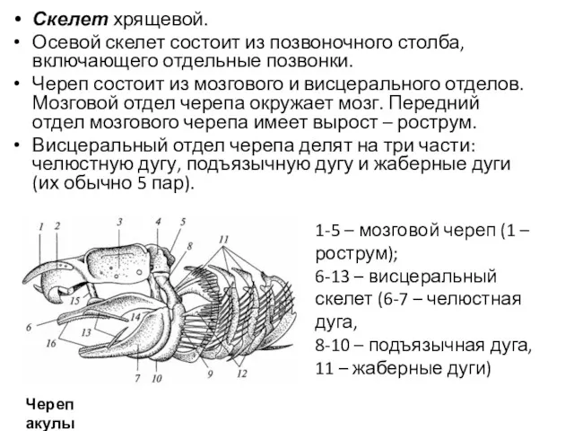 Скелет хрящевой. Осевой скелет состоит из позвоночного столба, включающего отдельные