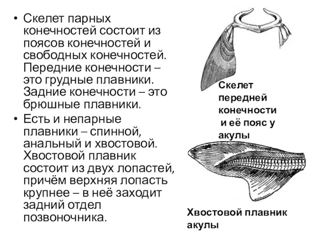 Скелет парных конечностей состоит из поясов конечностей и свободных конечностей.