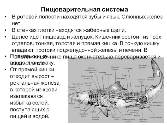 Пищеварительная система В ротовой полости находятся зубы и язык. Слюнных