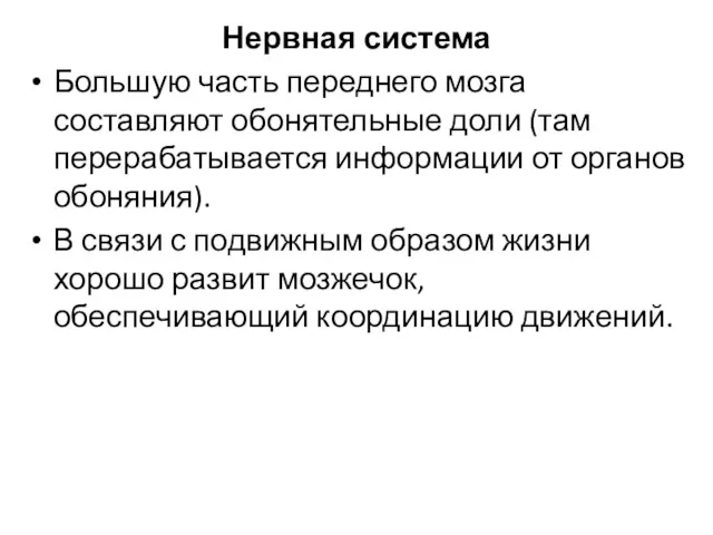 Нервная система Большую часть переднего мозга составляют обонятельные доли (там