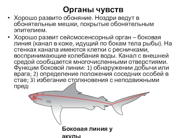 Органы чувств Хорошо развито обоняние. Ноздри ведут в обонятельные мешки,