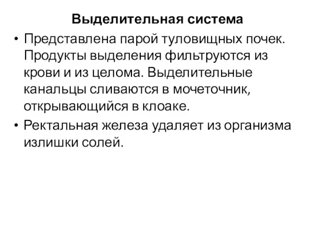 Выделительная система Представлена парой туловищных почек. Продукты выделения фильтруются из