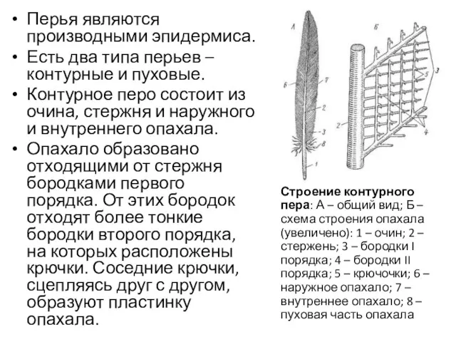 Перья являются производными эпидермиса. Есть два типа перьев – контурные