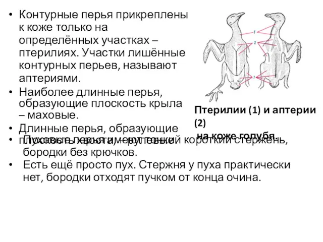 Контурные перья прикреплены к коже только на определённых участках –