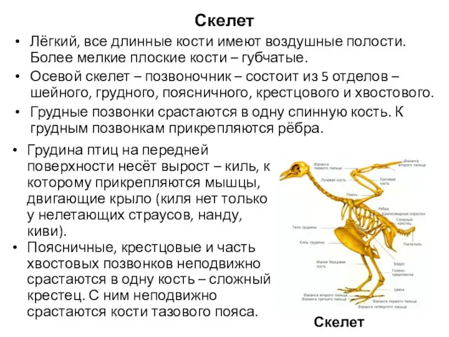 Скелет Лёгкий, все длинные кости имеют воздушные полости. Более мелкие