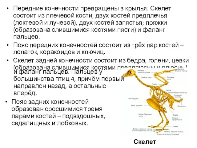 Передние конечности превращены в крылья. Скелет состоит из плечевой кости,