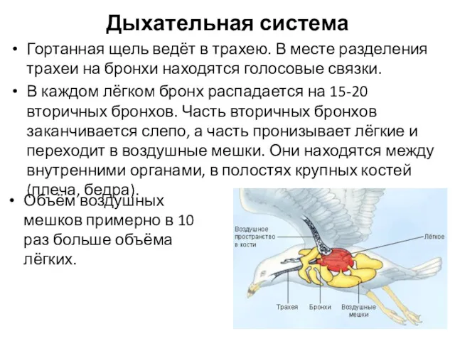 Дыхательная система Гортанная щель ведёт в трахею. В месте разделения