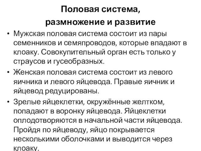 Половая система, размножение и развитие Мужская половая система состоит из