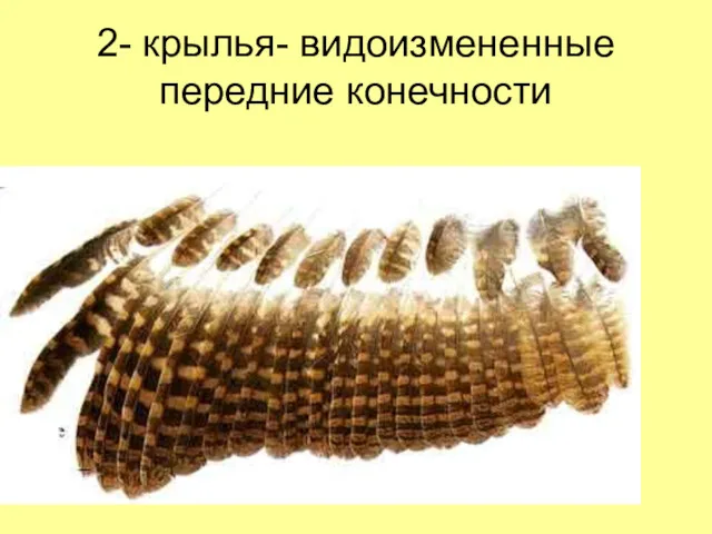 2- крылья- видоизмененные передние конечности