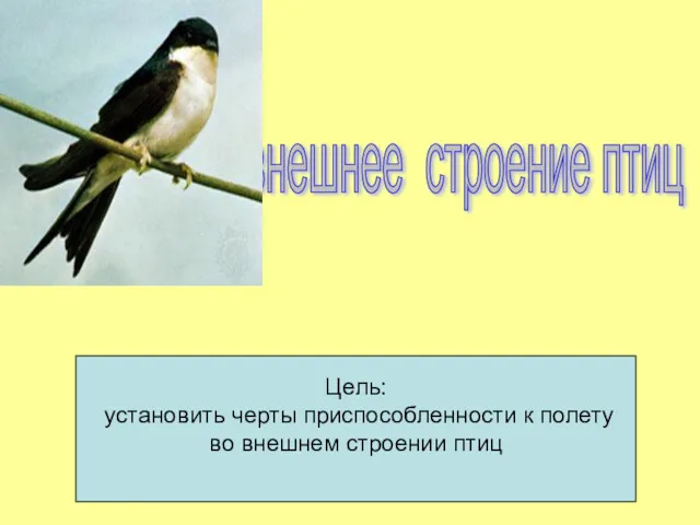 Цель: установить черты приспособленности к полету во внешнем строении птиц внешнее строение птиц