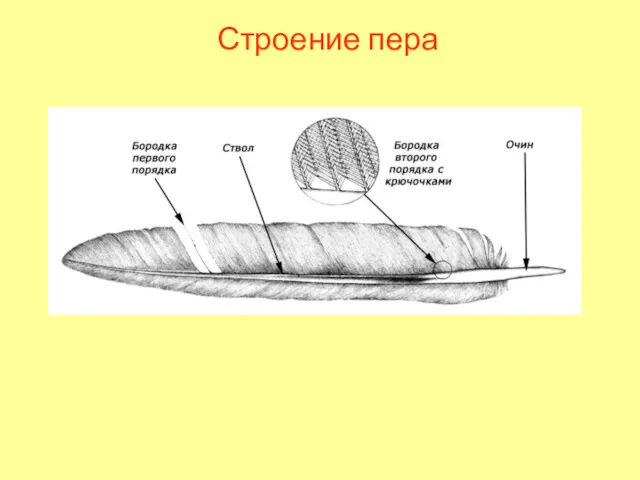 Строение пера