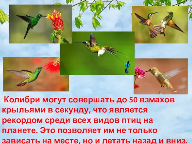 Колибри могут совершать до 50 взмахов крыльями в секунду, что
