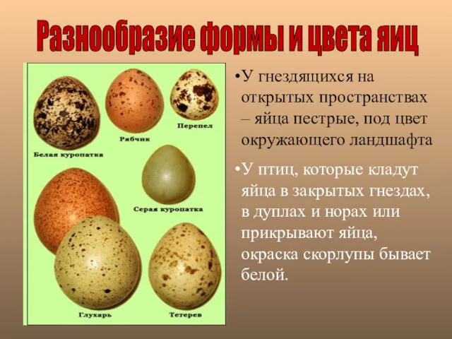 Разнообразие формы и цвета яиц У гнездящихся на открытых пространствах – яйца пестрые,
