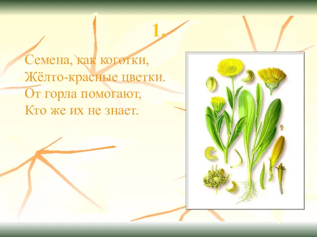 1. Семена, как коготки, Жёлто-красные цветки. От горла помогают, Кто же их не знает.