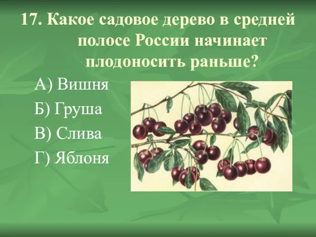 17. Какое садовое дерево в средней полосе России начинает плодоносить