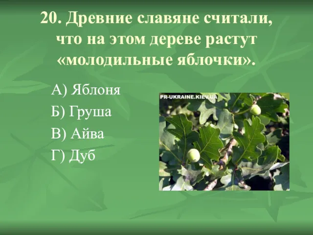 20. Древние славяне считали, что на этом дереве растут «молодильные