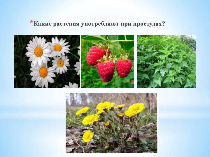 Какие растения употребляют при простудах?