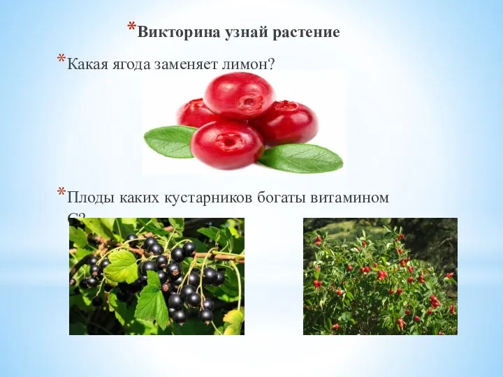 Викторина узнай растение Какая ягода заменяет лимон? Плоды каких кустарников богаты витамином С?