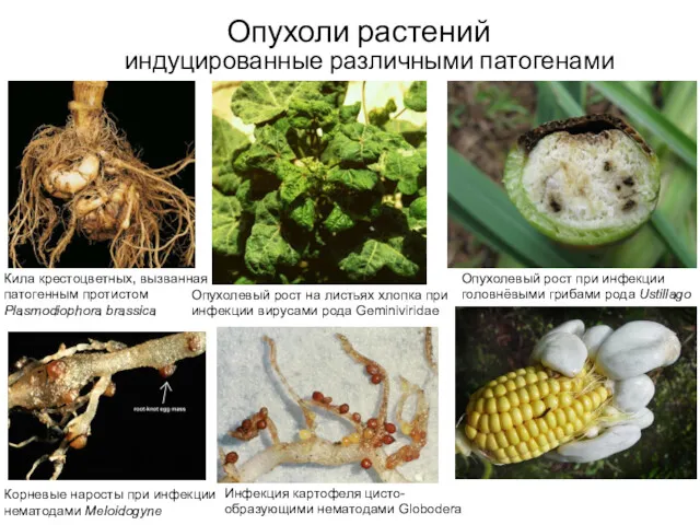 Опухоли растений индуцированные различными патогенами Кила крестоцветных, вызванная патогенным протистом Plasmodiophora brassica Опухолевый