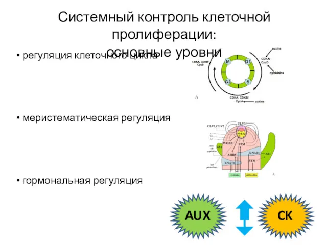 регуляция клеточного цикла меристематическая регуляция гормональная регуляция AUX CK Системный контроль клеточной пролиферации: основные уровни