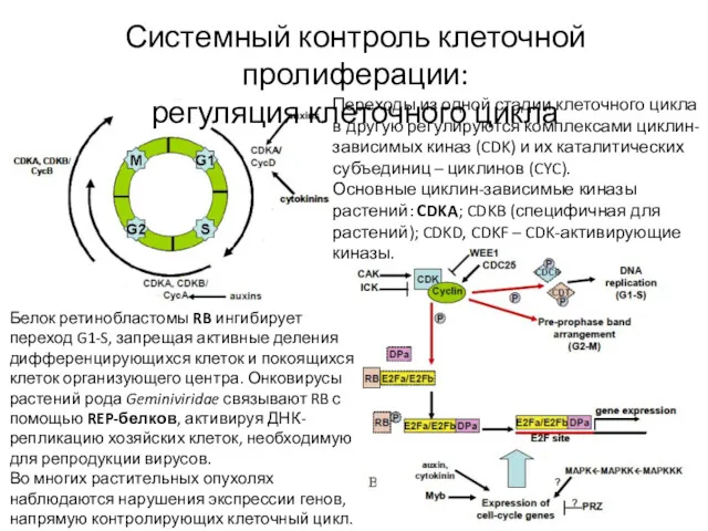 Системный контроль клеточной пролиферации: регуляция клеточного цикла Белок ретинобластомы RB ингибирует переход G1-S,