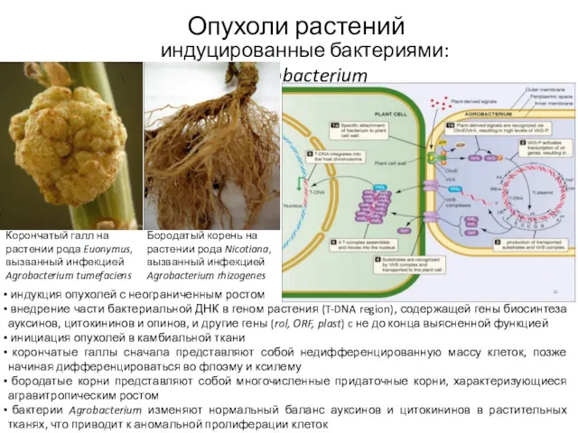 индуцированные бактериями: Agrobacterium Корончатый галл на растении рода Euonymus, вызванный инфекцией Agrobacterium tumefaciens