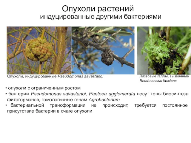 Опухоли растений индуцированные другими бактериями Опухоли, индуцированные Pseudomonas savastanoi опухоли с ограниченным ростом