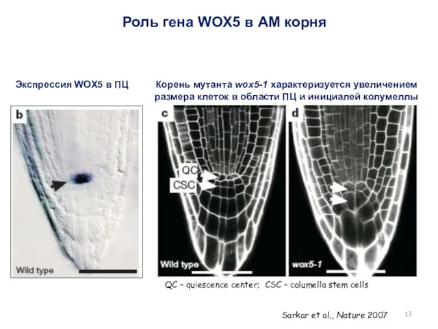 Роль гена WOX5 в АМ корня Экспрессия WOX5 в ПЦ Корень мутанта wox5-1