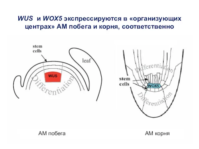 WUS WOX5 WUS и WOX5 экспрессируются в «организующих центрах» АМ побега и корня,