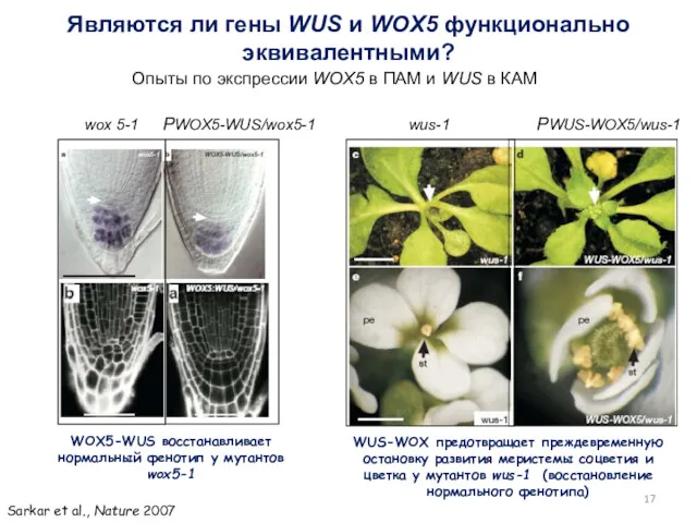 Являются ли гены WUS и WOX5 функционально эквивалентными? wox 5-1 РWOX5-WUS/wox5-1 wus-1 РWUS-WOX5/wus-1