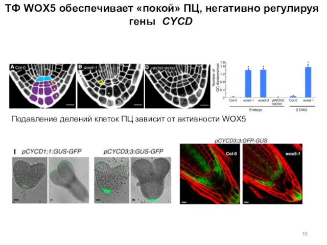 ТФ WOX5 обеспечивает «покой» ПЦ, негативно регулируя гены CYCD Подавление делений клеток ПЦ