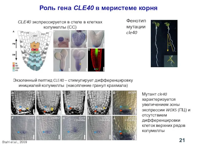 Фенотип мутации cle40 Роль гена CLE40 в меристеме корня CLE40 экспрессируется в стеле