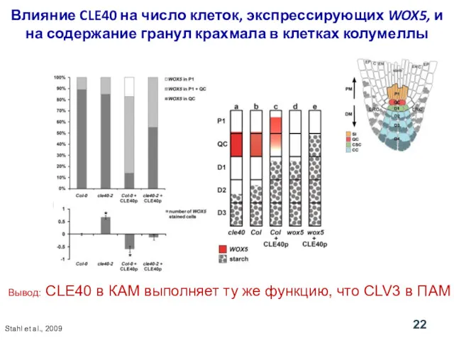 Влияние CLE40 на число клеток, экспрессирующих WOX5, и на содержание гранул крахмала в
