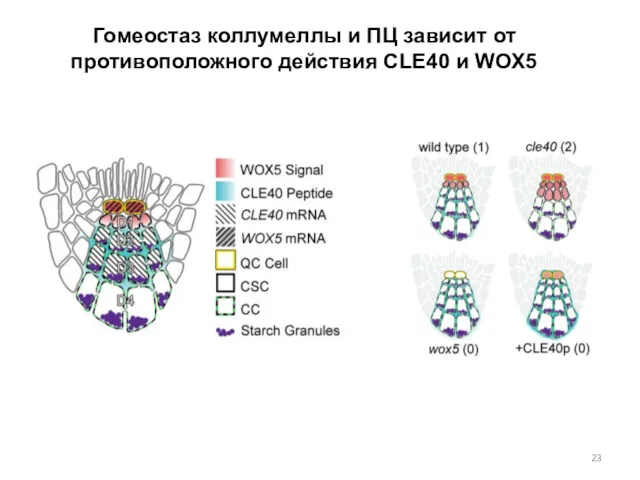 Гомеостаз коллумеллы и ПЦ зависит от противоположного действия CLE40 и WOX5