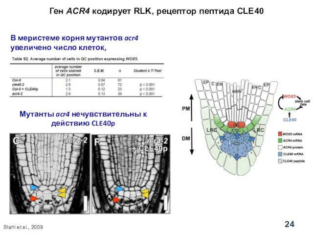 Ген ACR4 кодирует RLK, рецептор пептида CLE40 В меристеме корня мутантов acr4 увеличено