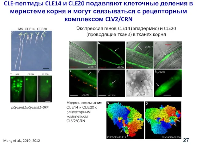 pCyclinB1::CyclinB1-GFP CLE-пептиды CLE14 и CLE20 подавляют клеточные деления в меристеме корня и могут