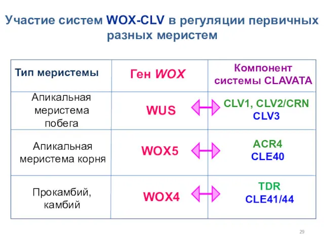 Участие систем WOX-CLV в регуляции первичных разных меристем Тип меристемы Ген WOX Компонент